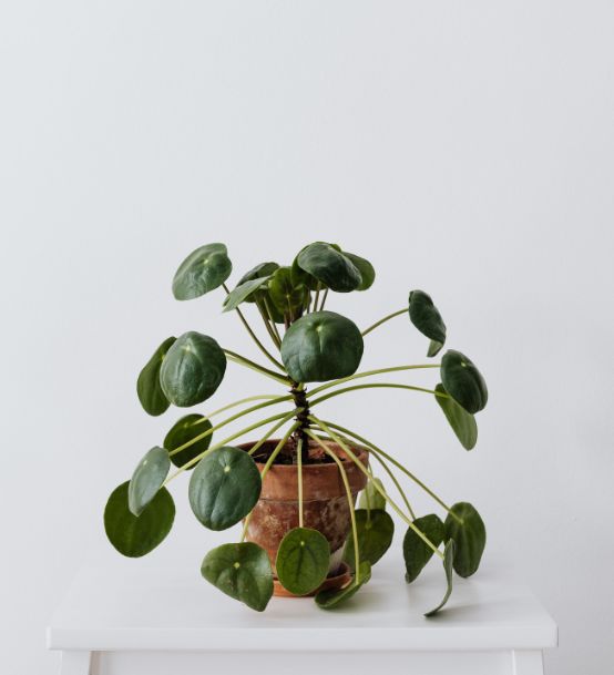 Eine schöne Pilea Pflanze für die Über uns Seite der pipappl UG