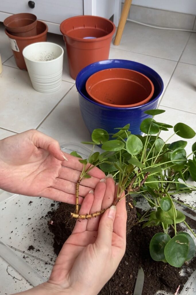 Kleine Pilea Ableger. Pilea vermehren