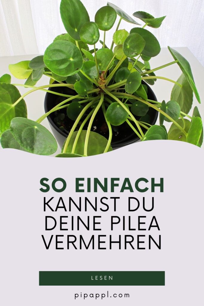 Pilea vermehren ganz einfach