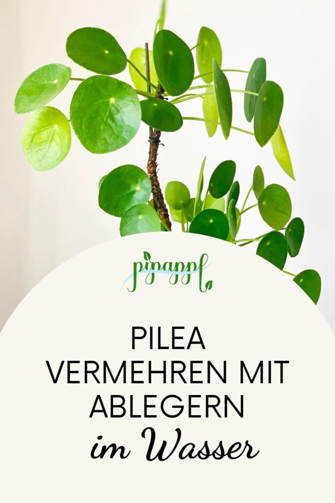 Pilea vermehren mit Ablegern im Wasser