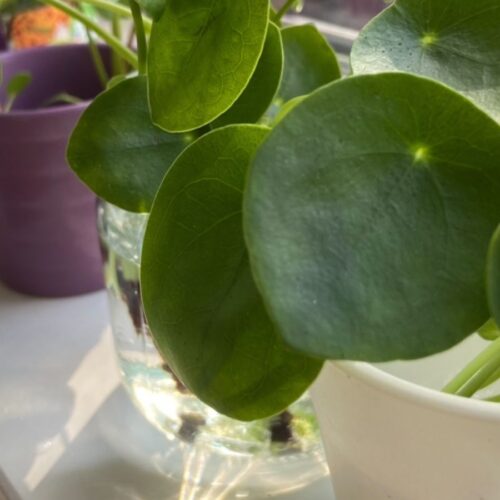 Pilea vermehren mit Ablegern: So einfach geht’s im Wasser!