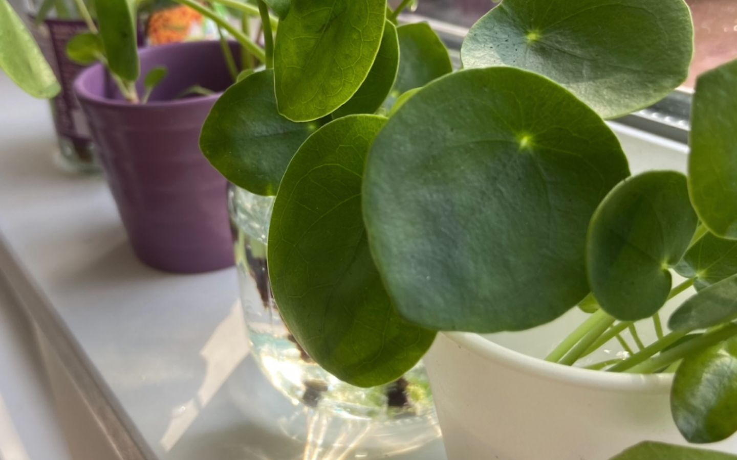 Pilea vermehren mit ablegern: im Wasser!