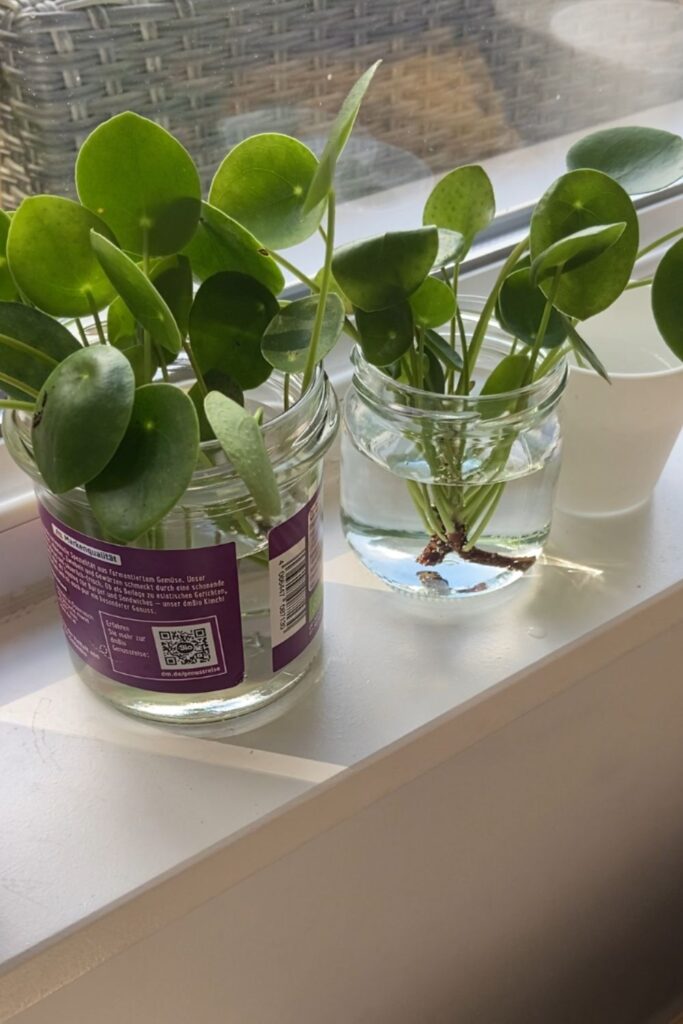 Pilea vermehren im Wasser