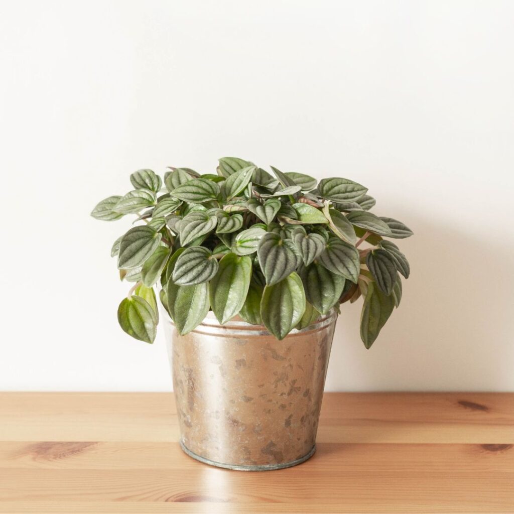 Peperomia eine hundefreundliche Zimmerpflanze