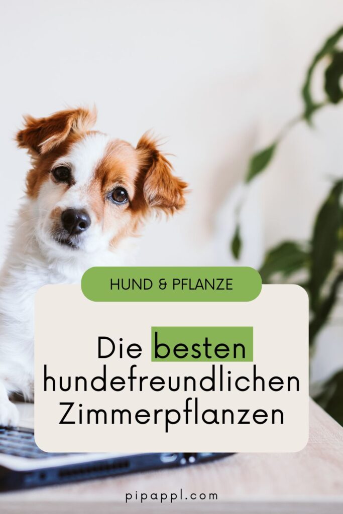 Die besten hundefreundlichen Zimmerpflanzen