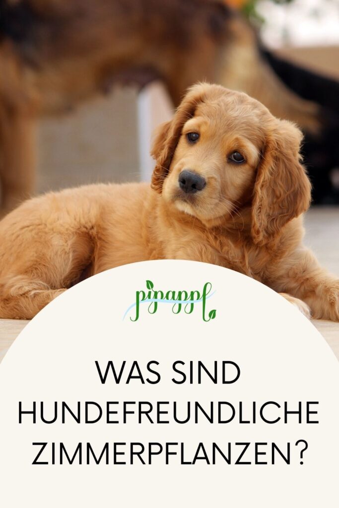 Hundefreundliche zimmerpflanzen für dein zuhause