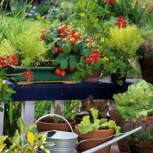 Pflanzen für den Südbalkon: So wird dein Balkon zum Mini-Garten