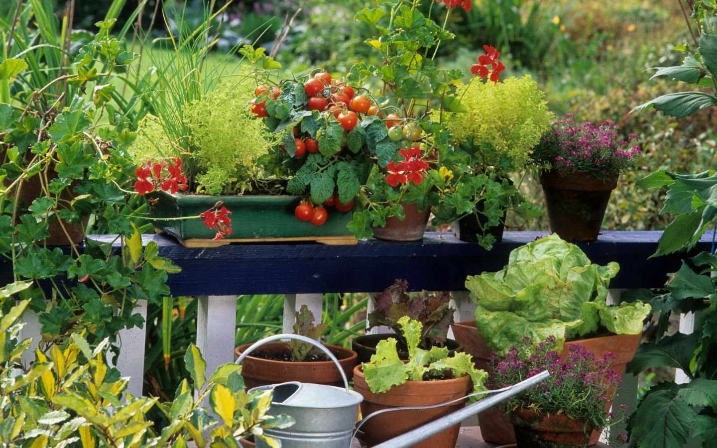 Die besten Pflanzen für den Südbalkon