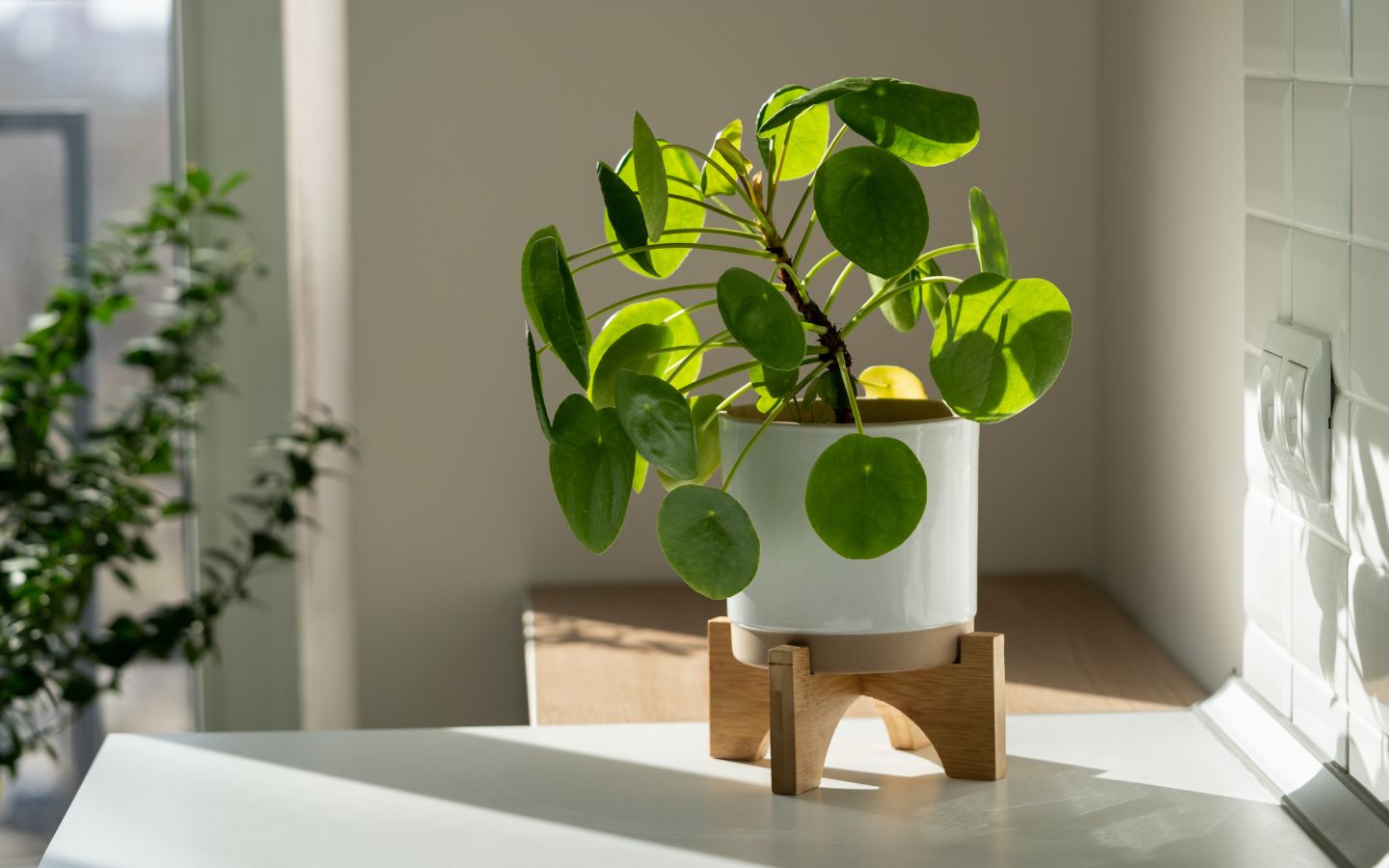 Pflegeleichte Zimmerpflanzen: Pilea, Monstera, usw